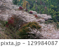 愛知県豊田市小原町の四季桜公園では、秋になると紅葉と白い四季桜が調和して美しい景色を見せます。 129984087