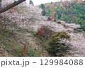 愛知県豊田市小原町の四季桜公園では、秋になると紅葉と白い四季桜が調和して美しい景色を見せます。 129984088