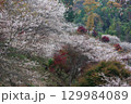 愛知県豊田市小原町の四季桜公園では、秋になると紅葉と白い四季桜が調和して美しい景色を見せます。 129984089