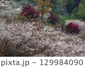 愛知県豊田市小原町の四季桜公園では、秋になると紅葉と白い四季桜が調和して美しい景色を見せます。 129984090