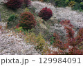 愛知県豊田市小原町の四季桜公園では、秋になると紅葉と白い四季桜が調和して美しい景色を見せます。 129984091