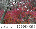 愛知県豊田市小原町の四季桜公園では、秋になると紅葉と白い四季桜が調和して美しい景色を見せます。 129984093