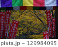 愛知県豊田市小原町の四季桜公園では、秋になると紅葉と白い四季桜が調和して美しい景色を見せます。 129984095