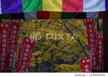 愛知県豊田市小原町の四季桜公園では、秋になると紅葉と白い四季桜が調和して美しい景色を見せます。 129984095