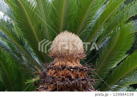 ソテツの雌花 129984139