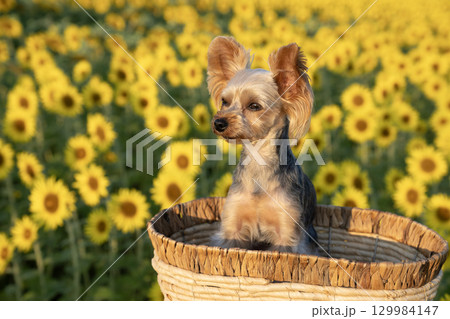 朝日を浴びた向日葵とヨークシャテリア 129984147