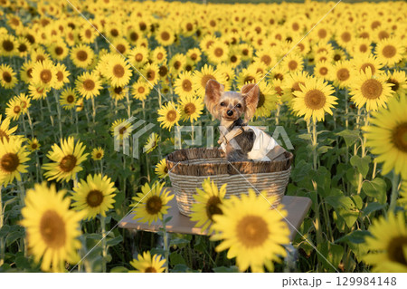 朝日を浴びた向日葵とヨークシャテリア 129984148