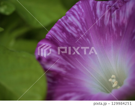 8月に美しく咲いた色彩豊かな朝顔の花 8月に美しく咲いた色彩豊かな朝顔の花 129984251