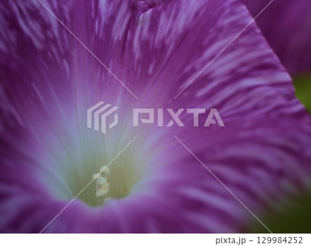 8月に美しく咲いた色彩豊かな朝顔の花 8月に美しく咲いた色彩豊かな朝顔の花 129984252