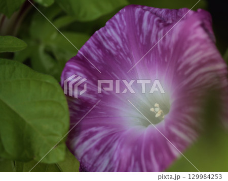 8月に美しく咲いた色彩豊かな朝顔の花 8月に美しく咲いた色彩豊かな朝顔の花 129984253