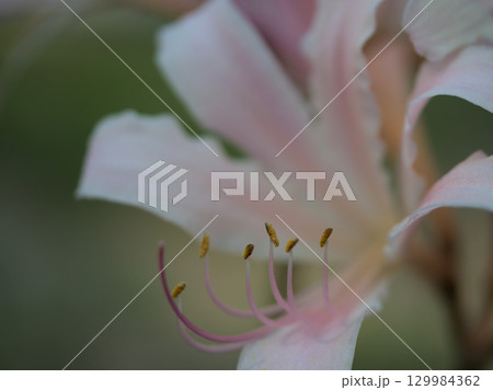 8月に咲いた薄桃色の夏水仙（ナツズイセン） 129984362