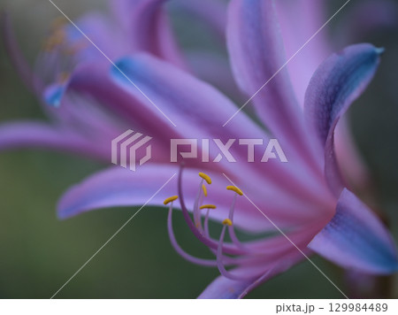 8月に咲いたリコリス(リコリス・スプリンゲリ)の花 8月に咲いたリコリス(リコリス・スプリンゲリ)の花 129984489