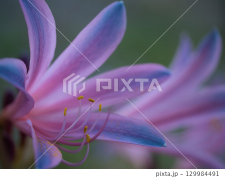 8月に咲いたリコリス（リコリス･スプリンゲリ）の花 129984491