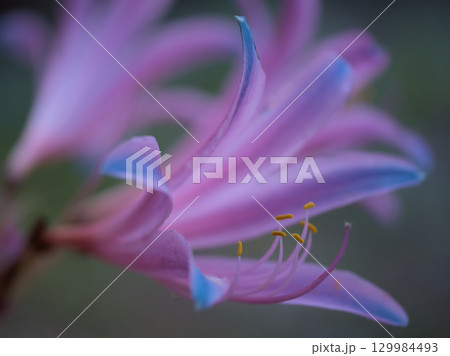 8月に咲いたリコリス(リコリス・スプリンゲリ)の花 8月に咲いたリコリス(リコリス・スプリンゲリ)の花 129984493