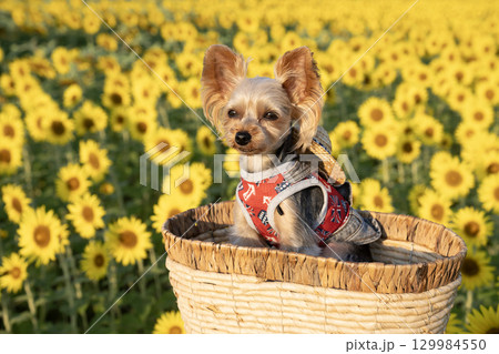 朝日を浴びた向日葵とヨークシャテリア 朝日を浴びた向日葵とヨークシャテリア 129984550