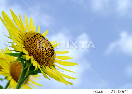 いつか見たひまわり畑 129984644