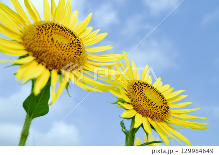 いつか見たひまわり畑 いつか見たひまわり畑 129984649