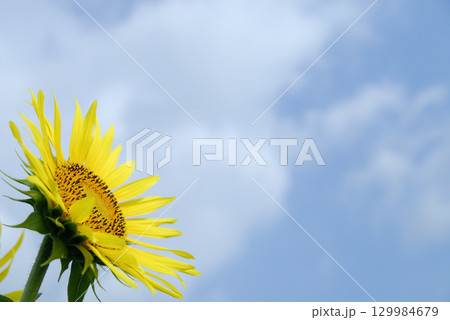 いつか見たひまわり畑 129984679