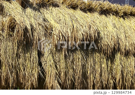 干してある稲の写真 129984734
