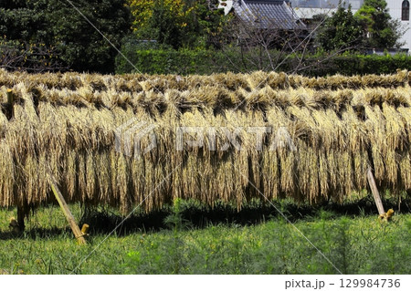 干してある稲の写真 干してある稲の写真 129984736