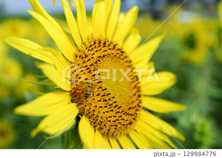 夏の花　ひまわり 129984776