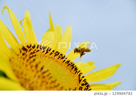 夏の花 ひまわり 夏の花 ひまわり 129984782