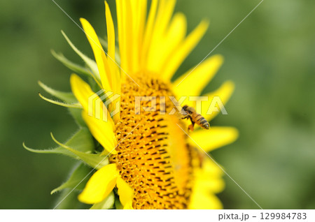 夏の花　ひまわり 129984783