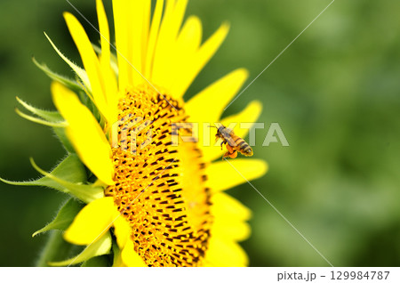 夏の花 ひまわり 夏の花 ひまわり 129984787