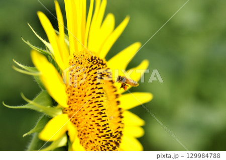 夏の花　ひまわり 129984788