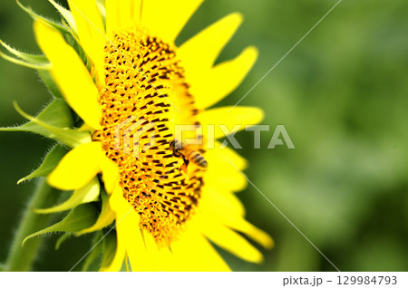 夏の花　ひまわり 129984793