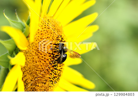 夏の花　ひまわり 129984803
