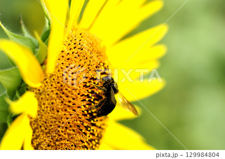 夏の花 ひまわり 夏の花 ひまわり 129984804