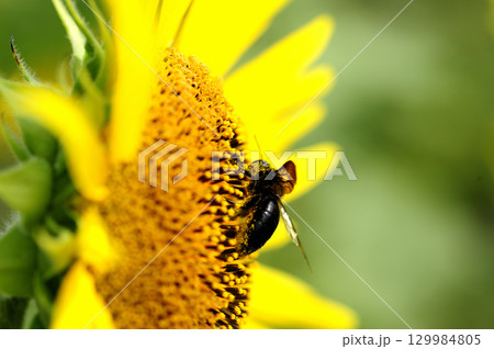 夏の花 ひまわり 夏の花 ひまわり 129984805