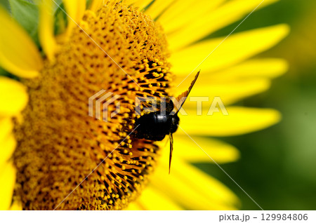 夏の花 ひまわり 夏の花 ひまわり 129984806