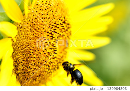 夏の花　ひまわり 129984808