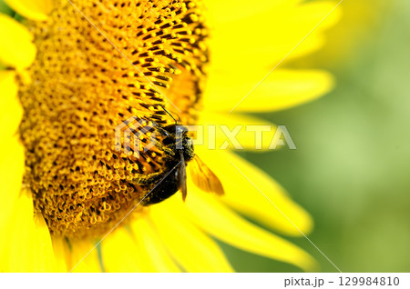 夏の花　ひまわり 129984810