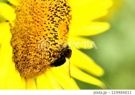 夏の花　ひまわり 129984811
