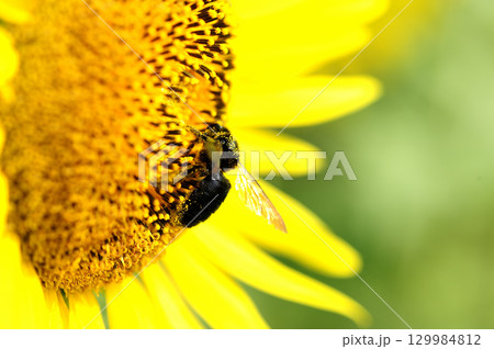 夏の花 ひまわり 夏の花 ひまわり 129984812