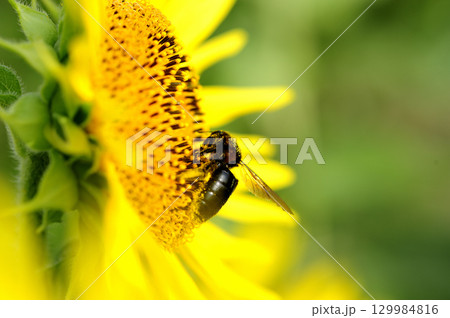 夏の花 ひまわり 夏の花 ひまわり 129984816