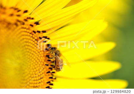夏の花 ひまわり 夏の花 ひまわり 129984820