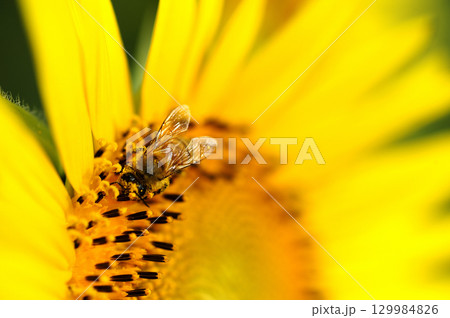夏の花 ひまわり 夏の花 ひまわり 129984826