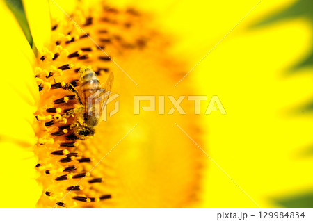 夏の花 ひまわり 夏の花 ひまわり 129984834