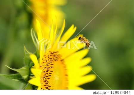 夏の花 ひまわり 夏の花 ひまわり 129984844