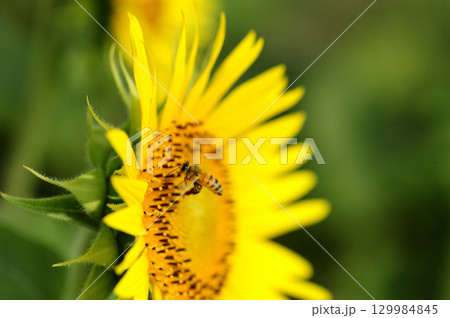 夏の花 ひまわり 夏の花 ひまわり 129984845