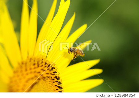 夏の花　ひまわり 129984854