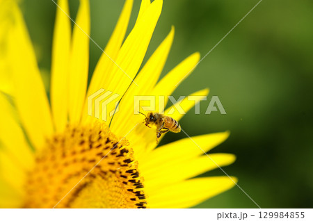 夏の花　ひまわり 129984855