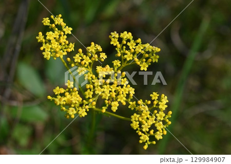 榛名ユウスゲの道で撮ったオミナエシの花 129984907