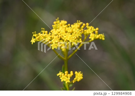 榛名ユウスゲの道で撮ったオミナエシの花 榛名ユウスゲの道で撮ったオミナエシの花 129984908