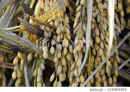 干してある稲のアップの写真 129984983