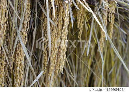 干してある稲のアップの写真 129984984